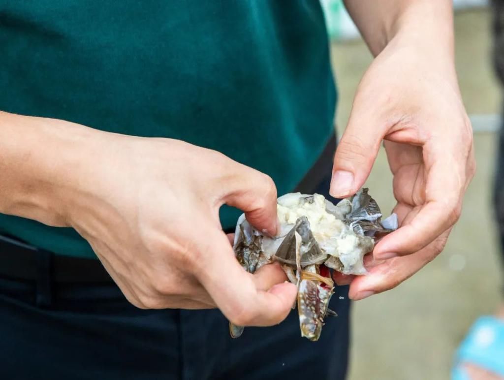  高质|梭子蟹“秋苗夏收”,有望在禁渔期产出高质蟹，期待不？