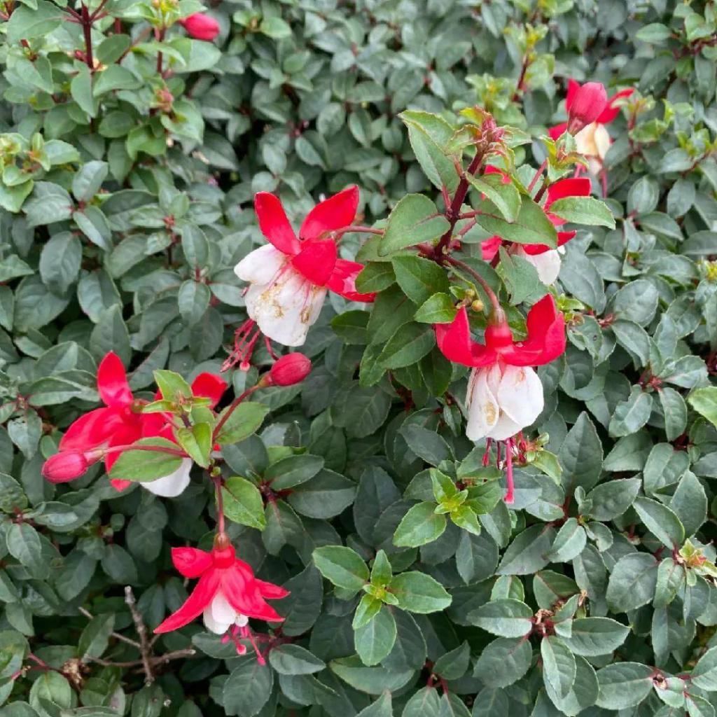 养成|最大的长寿老桩，7年时间，养成盆景！