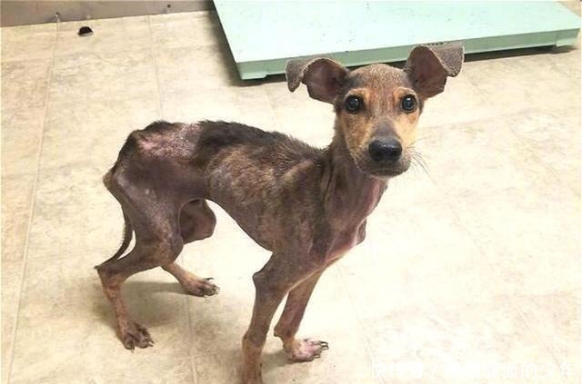  幸运|狗狗流落荒岛半年，瘦到露出肋骨，偶遇海钓铲屎官后才幸运获救