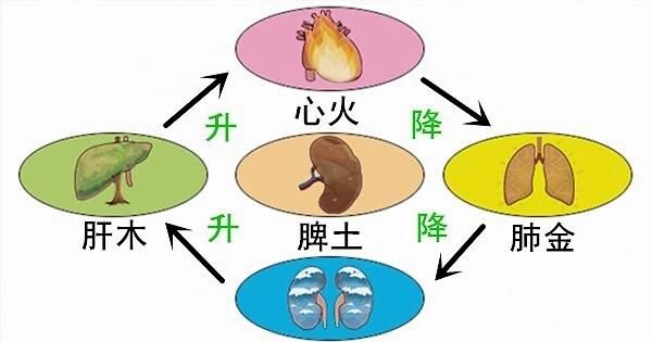 中医|大白话说中医第六十七期|同病异病看整体，健脾养胃生元气