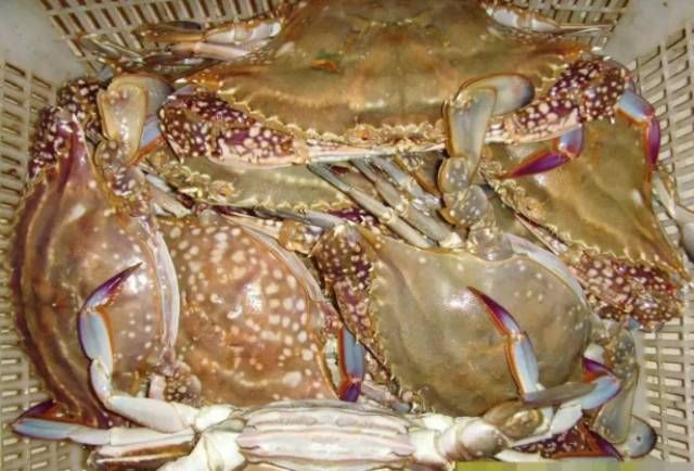 今日|今日开海!这84种海鲜,你都认识吗?你真的会吃海鲜吗?