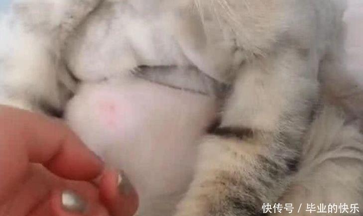  主人|主人说猫咪有啤酒肚，猫咪的反应，让人笑喷了