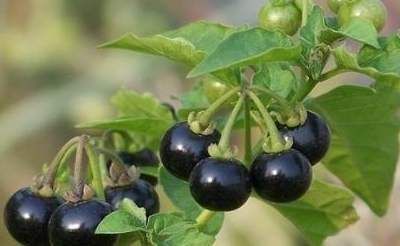  卖到|农村路边不起眼的黑豆，却被卖到18块一斤，殊不知现在都抢着种植