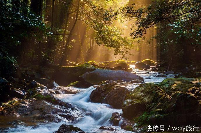 森林|高温席卷的初夏,不如去这些堪比童话仙境的小众森林里乘个凉!