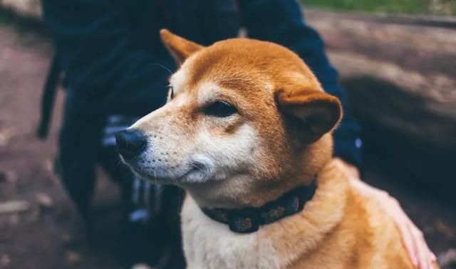  减肥手术|想减肥？养只狗吧！这只狗狗帮主人一年瘦了260多斤