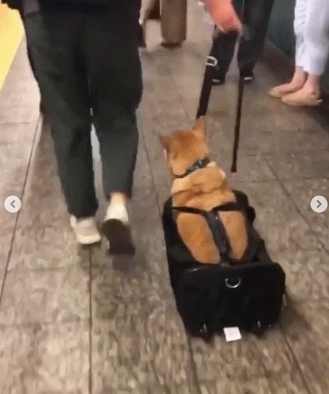  乘坐|美国人怎么喜欢带着宠物猫狗乘坐地铁？爱猫狗人士慎点