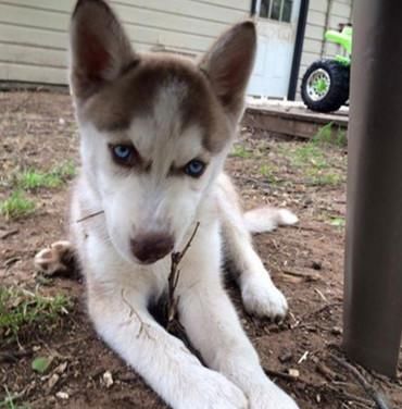 抢吃|男子到朋友家做客,看到两只二哈在抢吃东西,走近看清后无语了