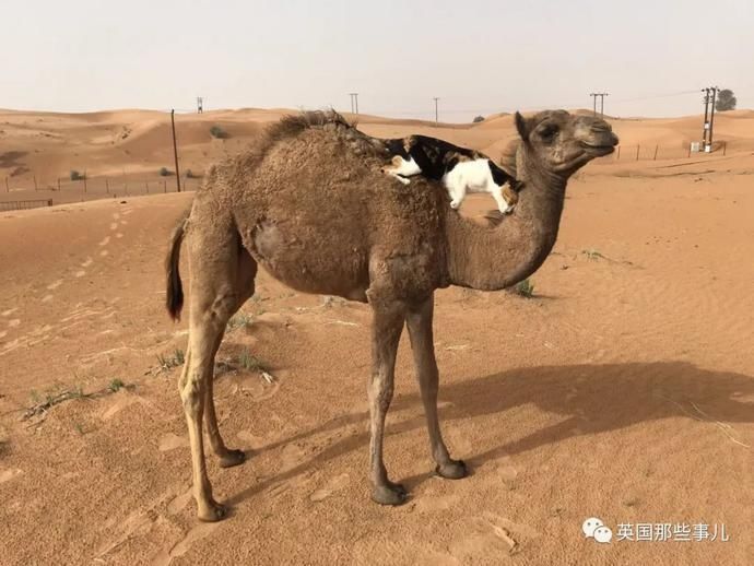  沙漠|霓虹妹子嫁到阿联酋，在5万平米的沙漠＂后院＂里养猫养骆驼?!