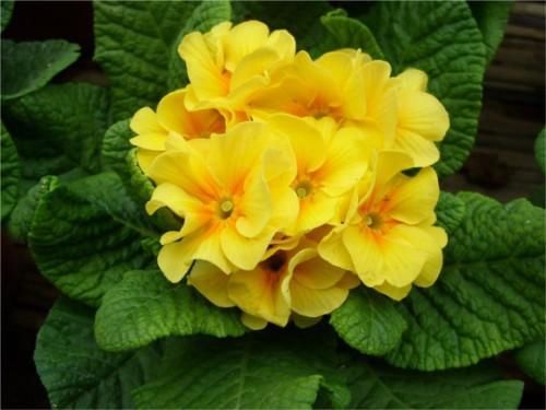 旺盛|秋天给花卉喂个药片，花卉不生病，越长越旺盛！