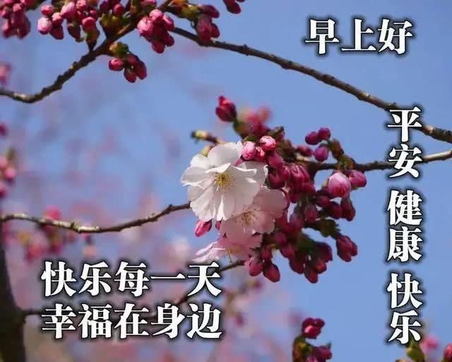 早安|温馨的早上好问候语动态鲜花图片带字 最美早安问候温馨图片带字