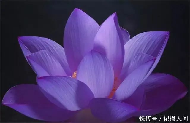  莲花|一个老外拍的荷花，惊艳