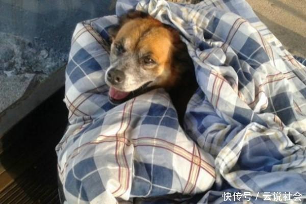  改造|车站员工“挪用”轮胎，配搭毯子改造成流浪狗安乐窝，路人点赞