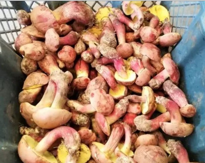  中毒|不要作！为看诡异的“小精灵跳舞”，不少人乱吃它后中毒！