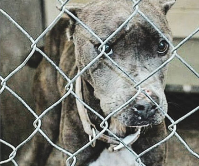 改过自新|男子有很多恶习,狗狗却帮助他改过自新,他们一起同甘共苦