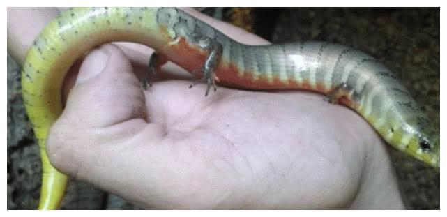 地球上唯一和蛇一模一样,但却不属于蛇类,