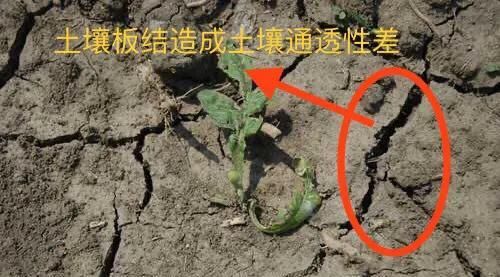  病害|想要温室大棚的秋葵获得高产，2种常见病害的防治是关键