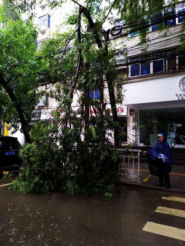  队员|雨一直下，郑州街头树枝断裂频发生！请注意避让