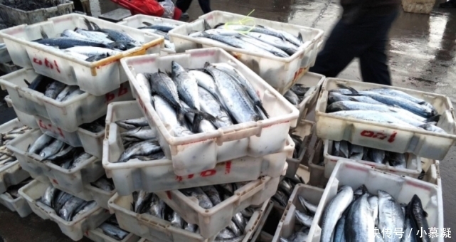 野生|这三种鱼,目前为止没办法人工养殖,所以放心买着吃吧