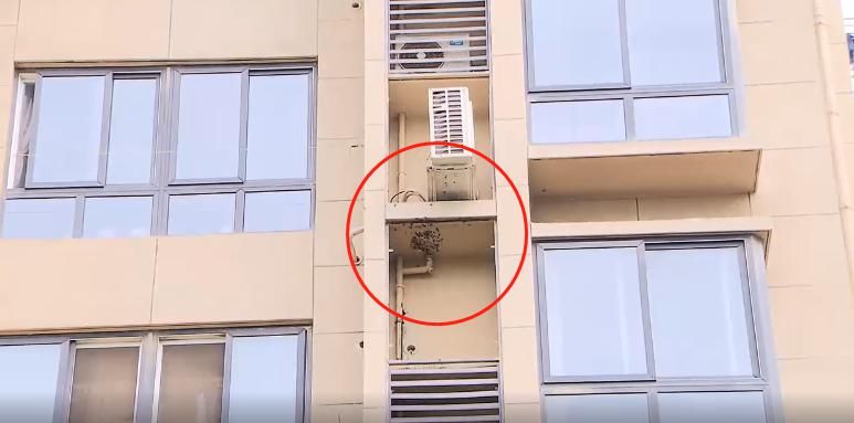  挡风玻璃|沪一＂碰瓷影帝＂练就＂神功＂！一头上去，挡风玻璃都碎了…