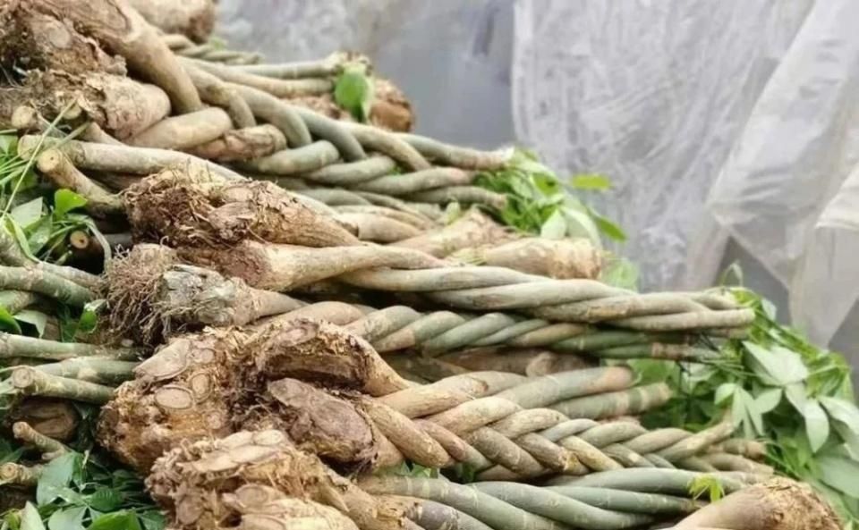  种子|了解发财树那脆弱的根，发现它很容易烂根，但我有解决方法