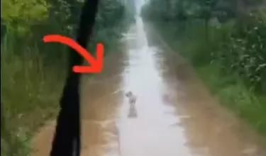  的忙|送孕妇、抓小偷、做向导，2020年的狗子们不是一般的忙