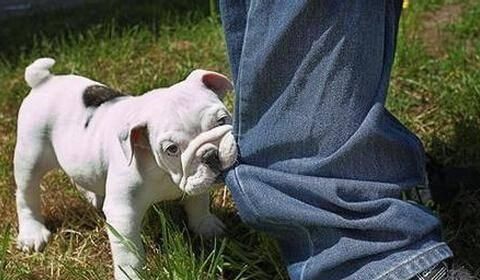  赔偿|被宠物狗咬伤后，该如何追究赔偿责任？