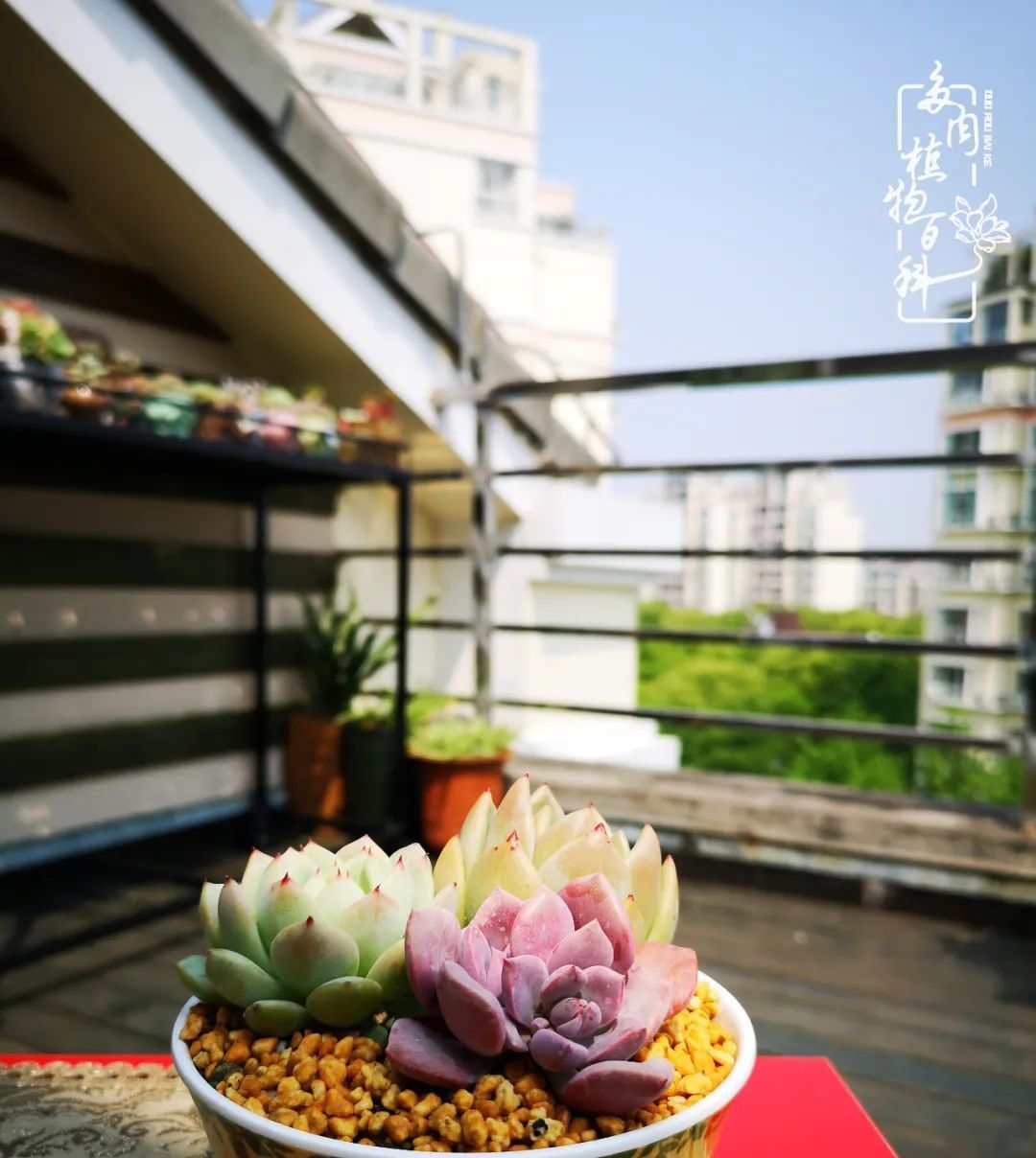  萌化|当粉粉的多肉捧在手心，我体验到了什么叫“萌化了心”