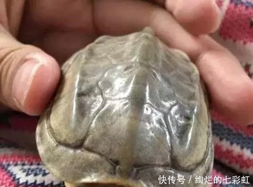 乌龟|文玩人“盘”活乌龟,还能“挂瓷”你能接受吗?