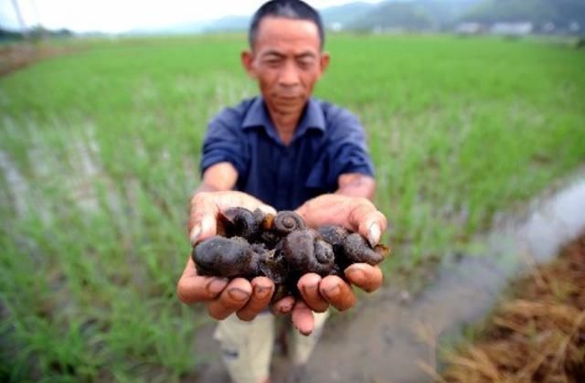 禁止|中国被禁止食用的物种，蕴含多种寄生虫，却成为了越南人的抢手货