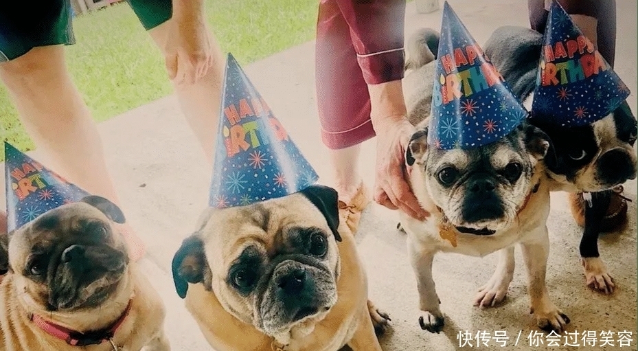 在家|主人亲手在家搭建电梯,十岁残疾狗狗心愿终得实现