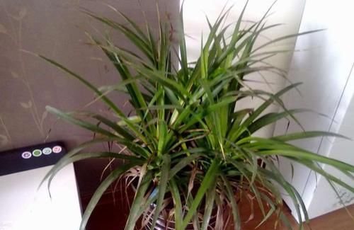 营养物质|鸡蛋壳没用、要扔掉?洗洗、晒晒、磨碎,养花'高钙肥'有了