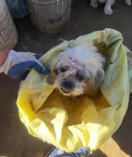  选择|看到别人把两只狗从车上扔掉，她选择这样做...