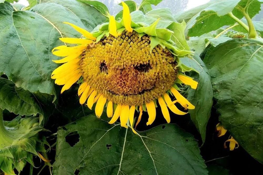 小编|痛心！沭河风车花海向日葵惨遭“毒手”！是谁干的？