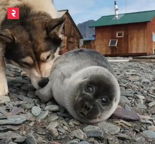 可爱|海豹宝宝闯进小村落,狗妈妈主动把它当孩子照顾!这组合太可爱了