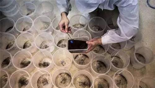 工厂|世界上最大的蚊子工厂,每周培育500万只蚊子并放生,就在广东省