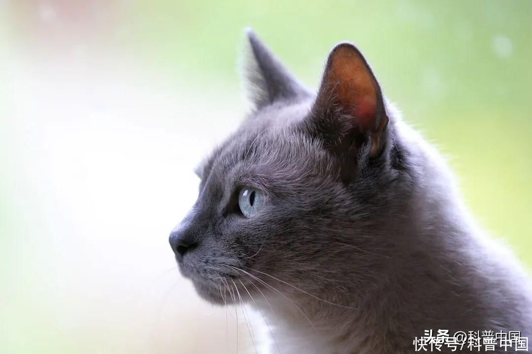 猫主子到底想干什么(猫主子到底关不关心你？这下总算有结论了)
