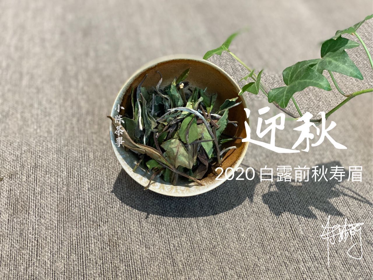 买秋白|买秋白茶总是踩坑,怎么办?别灰心,避开这三大误区,秋茶喝起来