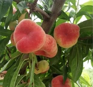  三缘宝地|【夏日乐“桃桃”】这么撩人的桃子，还不赶紧过来看看！！