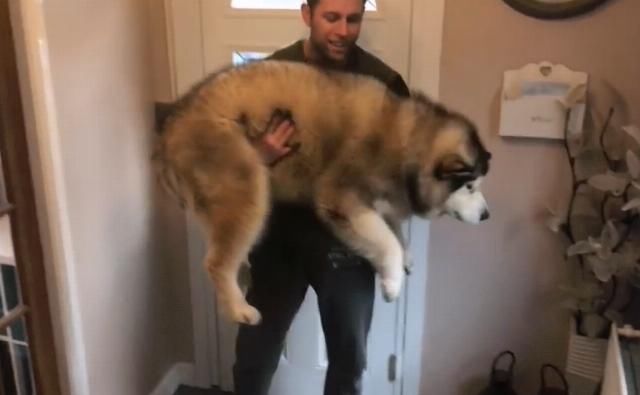 它时|网友刚要给胖狗称体重,结果就不见了,找到它时却笑翻了