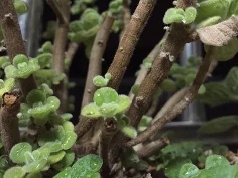 养成|最大的长寿老桩，7年时间，养成盆景！