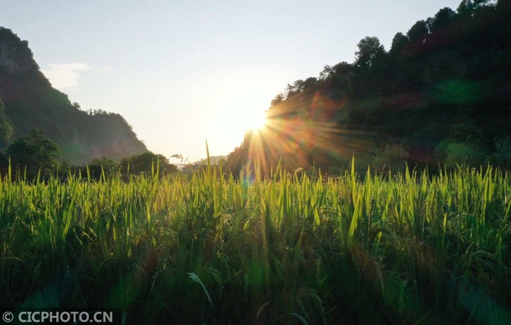  湖南|湖南张家界：朝霞绚丽 田园如画