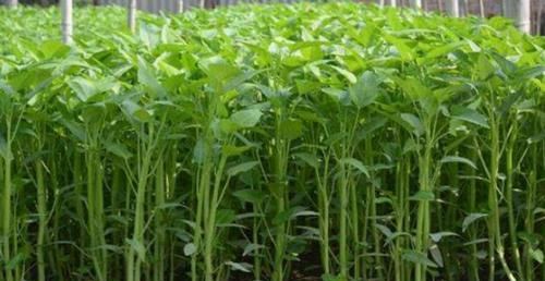  有钱|空心菜有4个品种，只有它是所有通菜中的“爱马仕”，有钱也难买