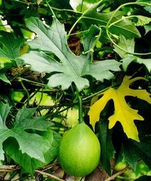 学识|学识《中华本草》天花粉