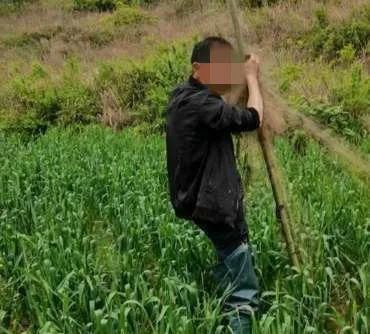 农民|为防止偷食,祁东一农民为防鸟偷粮私设“粘鸟网”,结果抓到国家“三有”保护野生动物