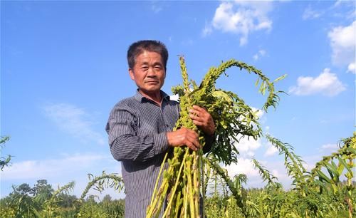 香油|北方人离不了，南方人不感兴趣，农村小磨香油，到底有啥来头？