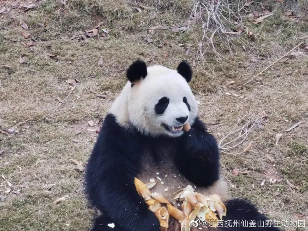  成实|大熊猫“成实”＆“园月”，要回家了！