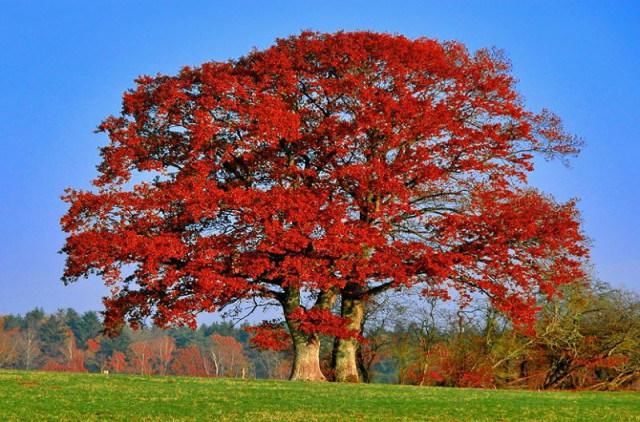  秋景|这一组迷人秋景，美爆了朋友圈！