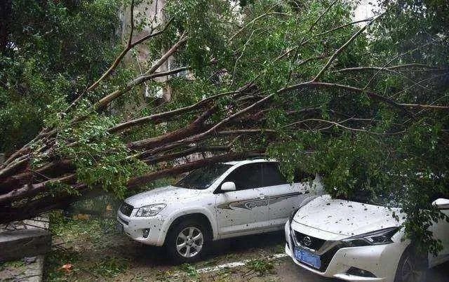  人或管理人|“黑格比”走了，被砸、被淹的汽车怎么办？