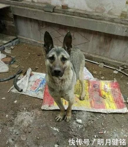 狗贩子|400元从狗贩子手里买来“土狗”,朋友看到最后说我赚大了