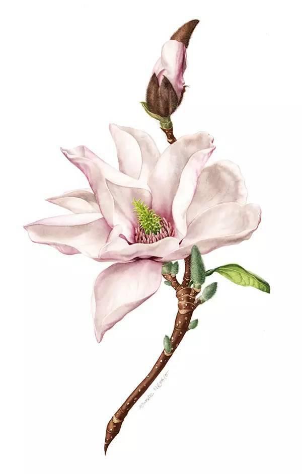  全职|一位全职妈妈喜欢疯狂画画，教你画水彩花卉